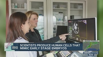Scientists produce human cells that mimic early stage embryos