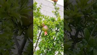 My small pomegranate tree with fruits#nature #garden #organicgardening #fruittrees