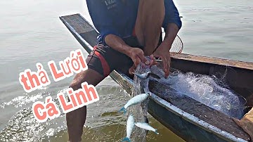 Vào Mùa Cá Linh Thả Tay Lưới Gở Mỗi Tây Luôn Nhìn Thấy Mà Ham, @sang-mat-hi