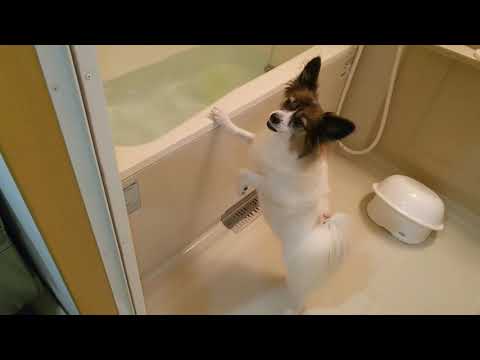 お風呂にバブで大興奮な犬、パピヨン犬メル