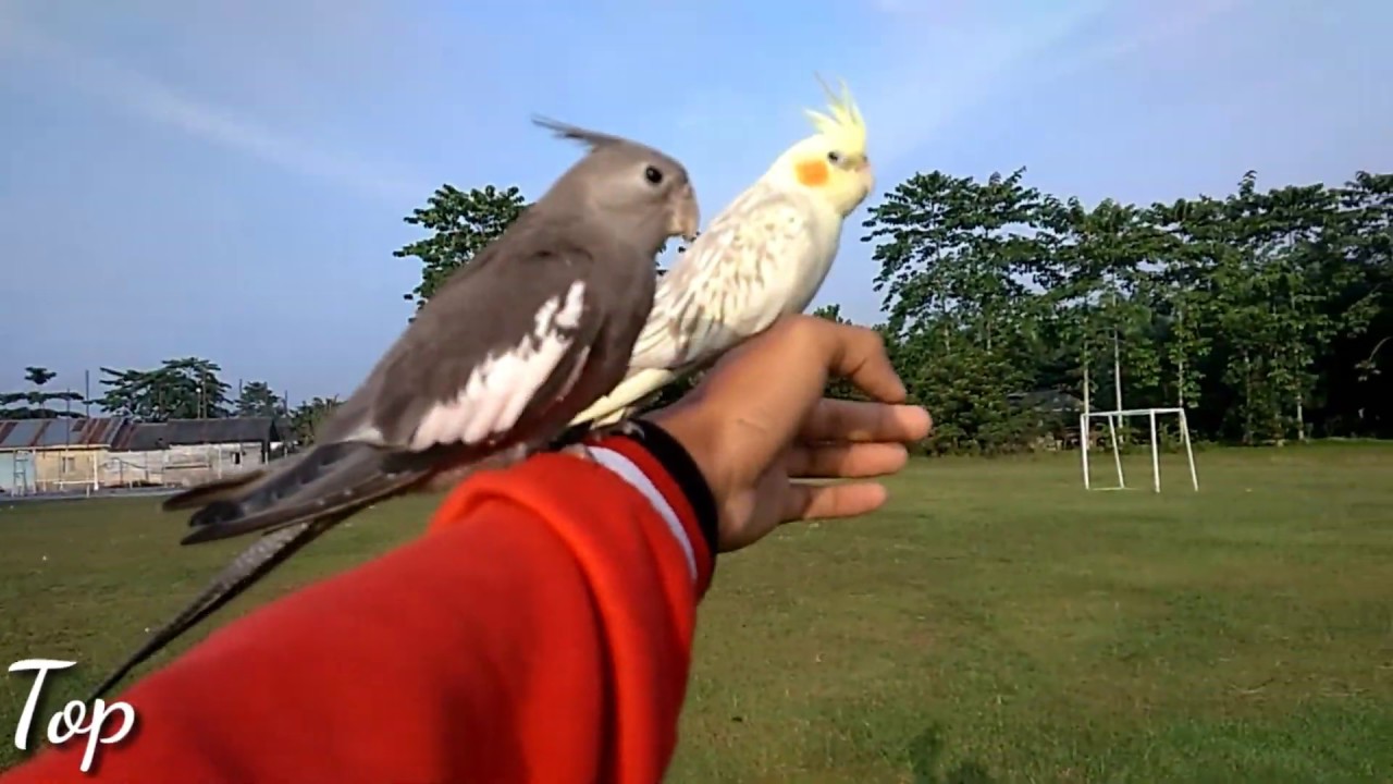 Ouner Panik Falk Cockatiel Kakak Tua Mini Parkit Australia