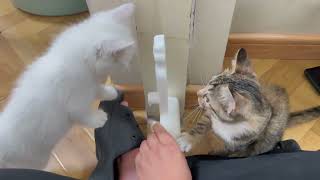 The ultimate battle: White Cat vs. Tortoiseshell – who will prevail?