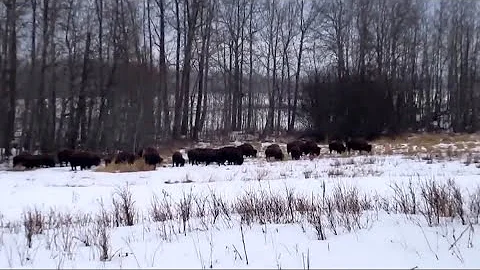 Winter Bison in Elk Island National Park
