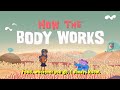 The Digestive System Song 