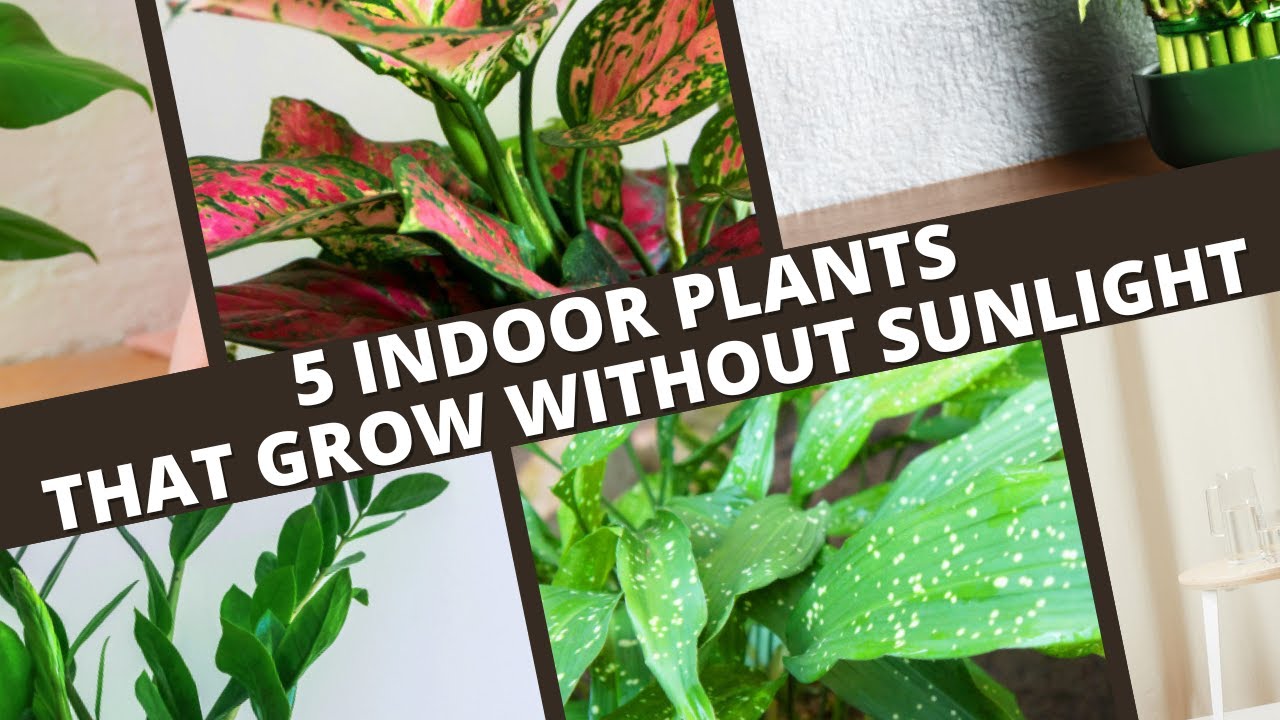 5 Indoor Plants that Grow Without Sunlight YouTube
