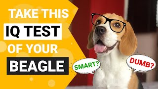 How intelligent is your Beagle - Take this IQ Test