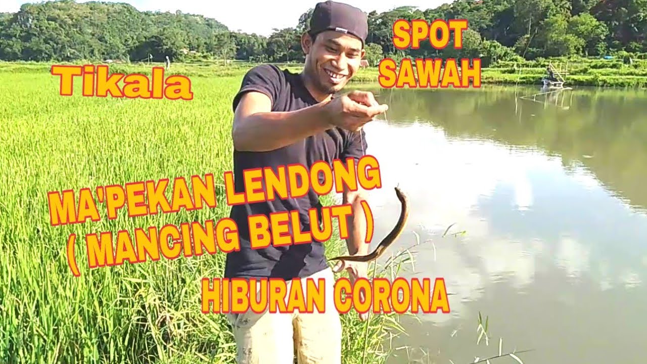 MANCING BELUT , SPOT SAWAH TIKALA, TORAJA UTARA.