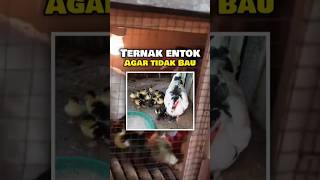 Mengatasi Bau Kandang Entok