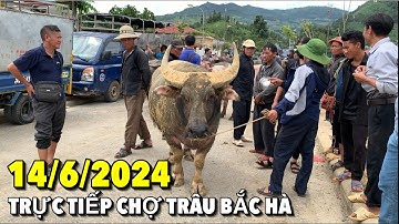 TRỰC TIẾP CHỢ TRÂU BẮC HÀ NGÀY 14/6/2024 - CHỢ TRÂU BÒ BẮC HÀ - LÀO CAI