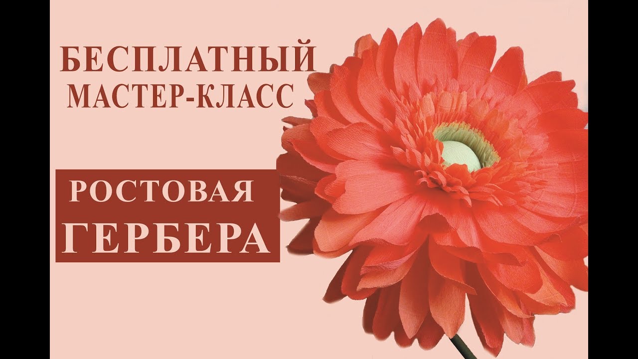 БЕСПЛАТНЫЙ МК. Ростовая Гербера из гофрированной бумаги./ Free master class.Big paper flower