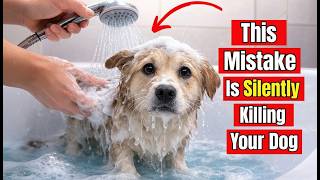 “90% of Dog Owners Make These Grooming Mistakes (Stop Before It Hurts Your Dog!)”