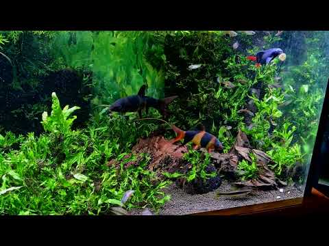 This FOOD Saved my FISH'S LIFE | SERA O-Nip