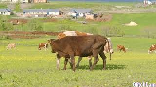 Inek Çiftleşmesi Cow Mating