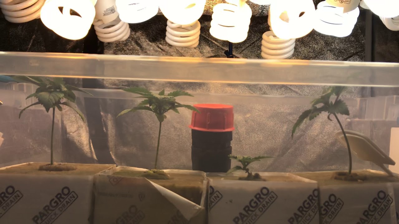 White widow feminized Sanoma seeds 1.75 weeks