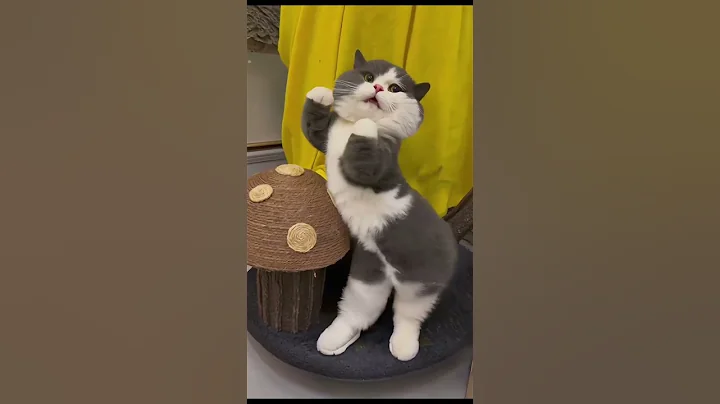 Watch the video about Meow Dancing 🐱💕 #cute #cat #kitten #meow #funny #shorts