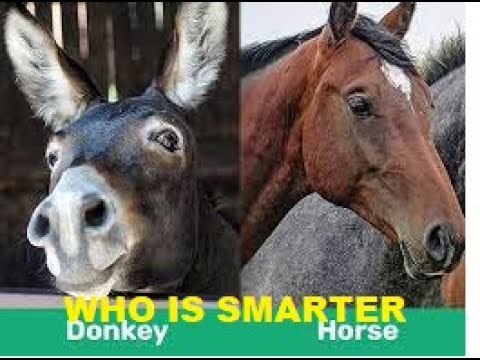 Is A Donkey Or Mule Smarter Than A Horse - Myth Busted?