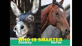 Is A Donkey Or Mule Smarter Than A Horse - Myth Busted?
