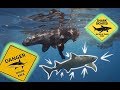 Swimming with Bull Sharks and Lemon Sharks