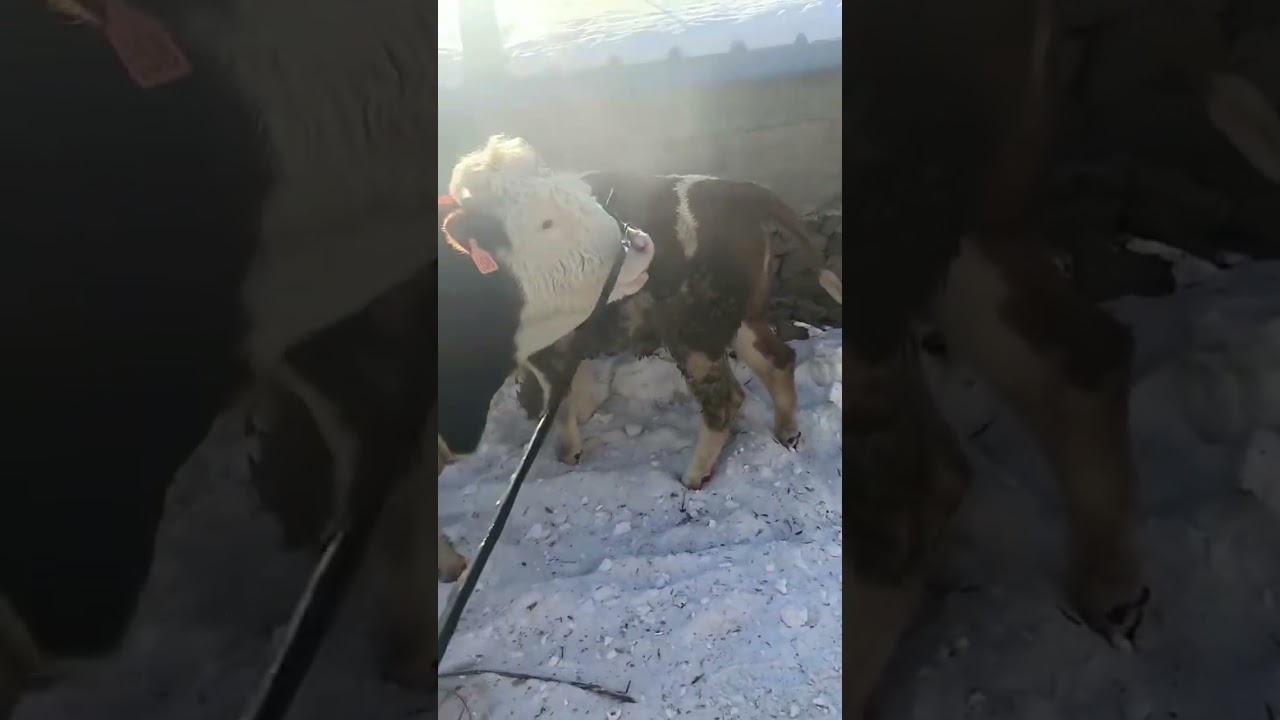 They are all the best cows in the country1114