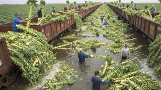 Download Lagu Unreal Speed - These Farmers Harvest 307 Tons of Vegetables in Just One Hour MP3 Download Lagu Unreal Speed - These Farmers Harvest 307 Tons of Vegetables in Just One Hour MP3