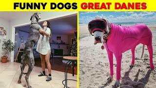 Funny Pics Of Great Danes With No Regard For Their Size