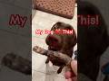 Watch This Pup S Reaction To Duck Necks Watch This Pup S Reaction To Duck Necks