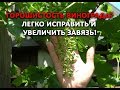 Обязательно проведите эту подкормку после завязи винограда!!! И у вас не будет горошистости