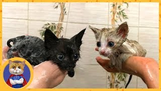 Купаем и лечим спасенных котят Купаем и лечим спасенных котят