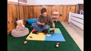 Yorkie Puppies - Handling Exercises At 4 Weeks Old