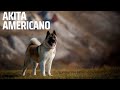 Akita americano - un perros hermoso.