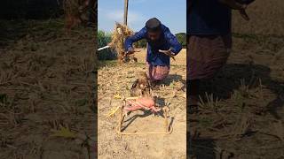 Surprise Hawk Is Here 50.0K