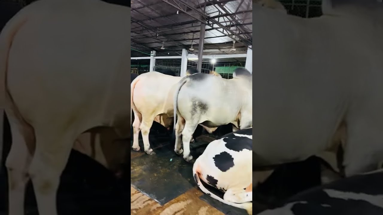 All The Huge Pakhra Hefty Cows MashAllah Biggest Bulls Of Dhaka Farms