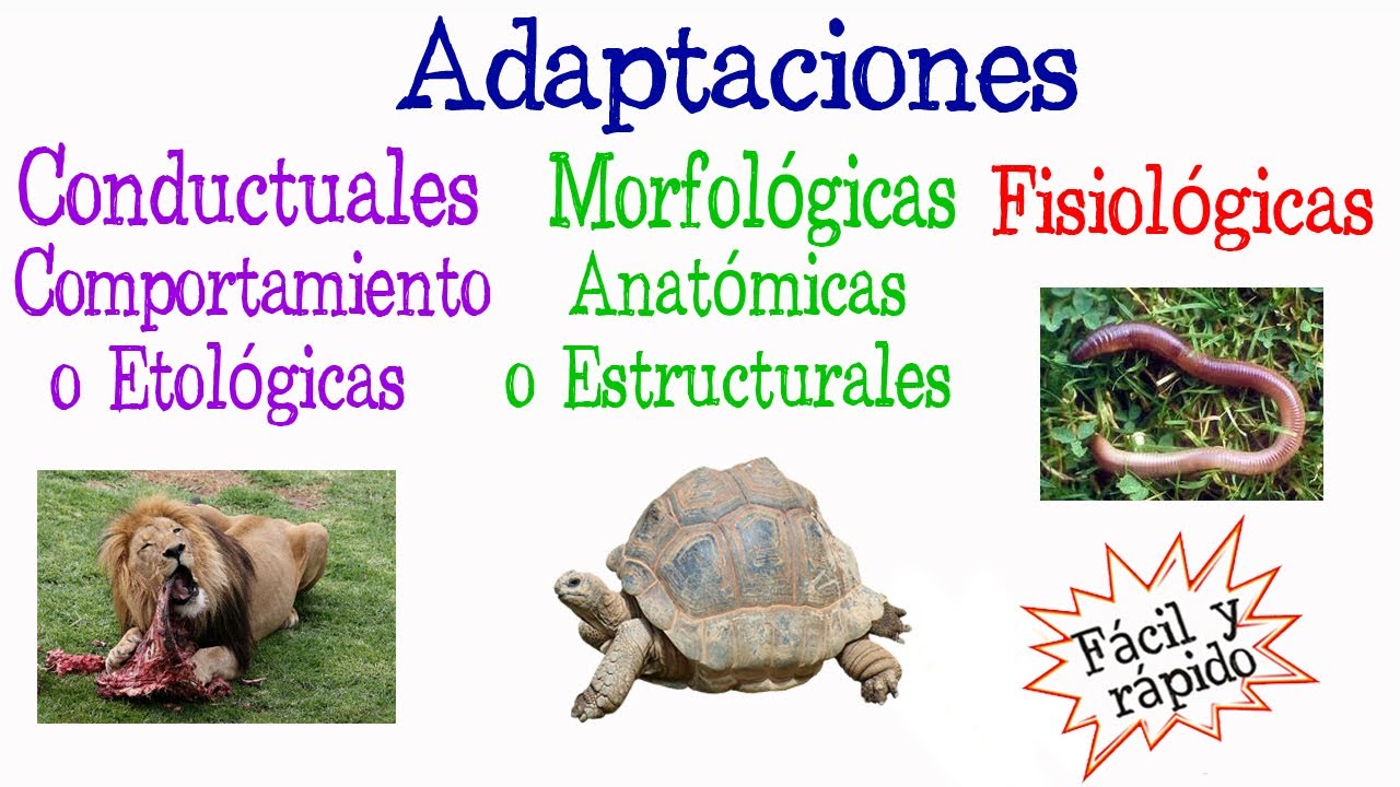 🐝¿Qué es Adaptación? Tipos de Adaptación🐢 [Fácil y Rápido] | BIOLOGÍA | -  thptnganamst.edu.vn