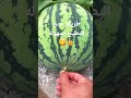 طريقة غريبة وسهله لفتح البطيخ
