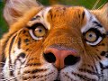 Baby einstein stock footage  tiger