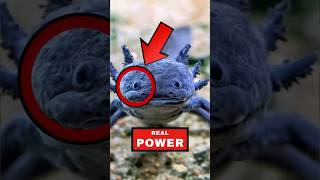Famous Top 5 Animals With Real-Life Superpowers Net Worth
