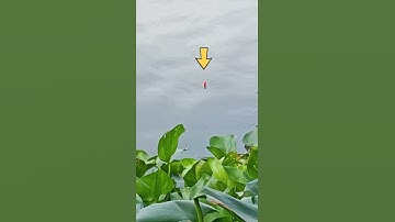 Câu Cá Hồ 13 Mẫu 7 Thật Thú Vị | Lake Fishing 13 Sample 7 It