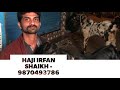 For Sale Adant Bettal Bakra | Shining Black | Haji Irfan Shaikh &amp; Faisal Shaikh Goat Farm Part 3