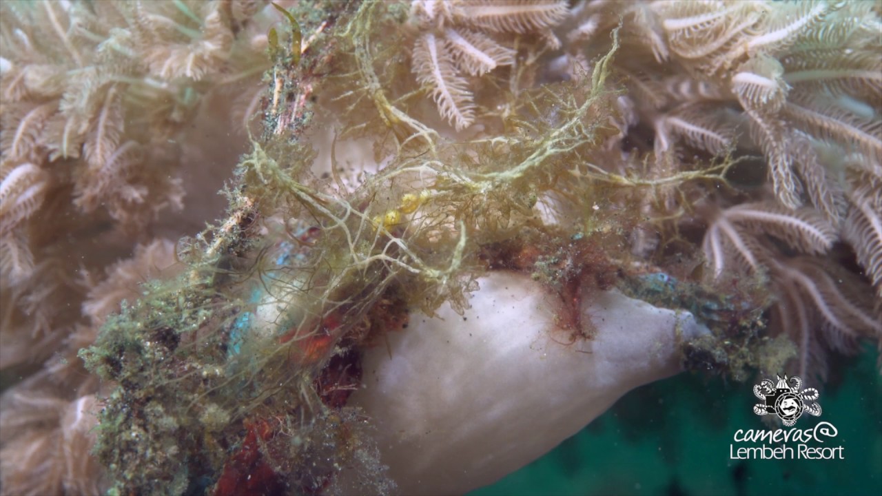 Critters of the Lembeh Strait | The Melibe Colemani