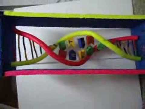 ESTRUTURA DO DNA( DNA MODEL PROJECT). - YouTube
