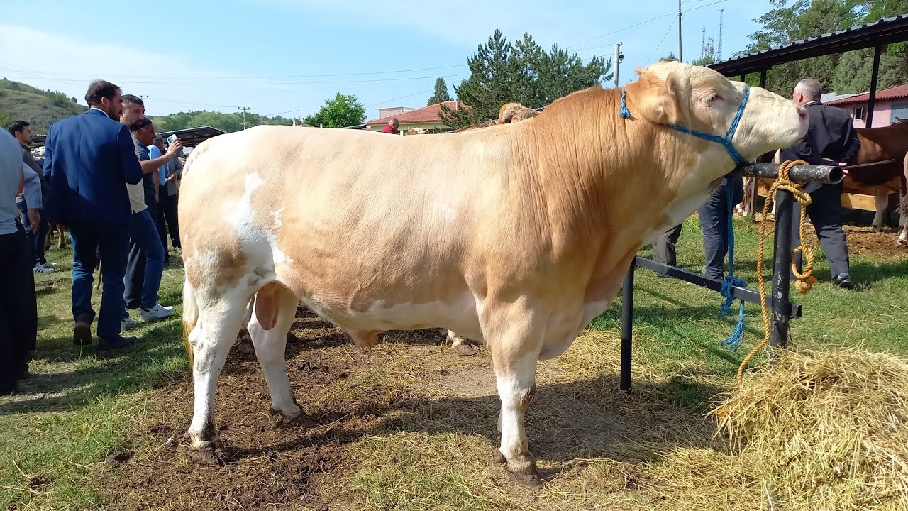 KURBANLIK FİYATLARI GÜNCEL FİYATLAR 2024 KASTAMONU TAŞKÖPRÜ