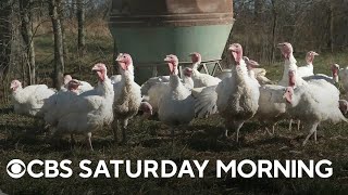 Inflation affects turkey farms ahead of Thanksgiving