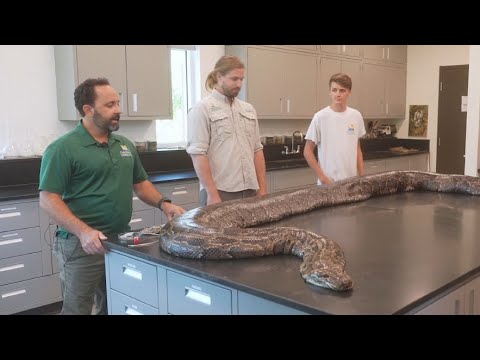 Питона-гиганта нашли в американском штате Флорида