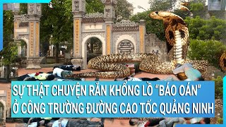 Sự thật chuyện rắn khổng lồ 'báo oán' ở công trường đường cao tốc Quảng Ninh