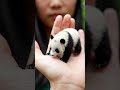 tiny baby panda walking on a human