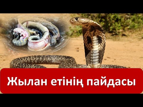 Бейне: Жылан шағуды қалай тесуге болады: 7 қадам (суреттермен)