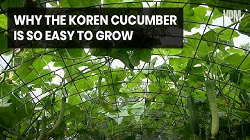 The Korean Cucumber on a Trellis System