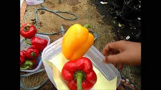 CABAI HASIL PERSILANGAN DENGAN PAPRIKA