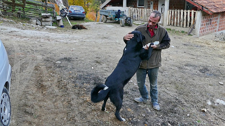 Živi kao Robinzon, vuk mu podavio 26 koza a ima samo jednu želju