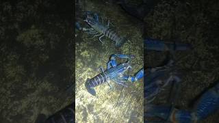 Criação de lagostas azuis 🦞 #lagosta #pescaria #pesca #aquariumfish #aquário #shorts
